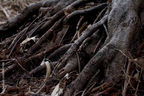 Powerful roots of an old tree embedded in the ground — bark texture, natural strength and stability in a wild forest setting