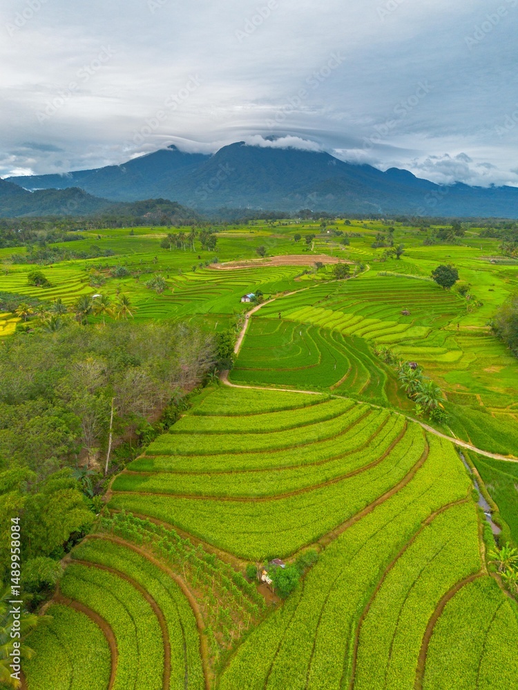 Fototapeta premium beautiful morning view indonesia panorama landscape paddy fields with beauty color and sky natural light