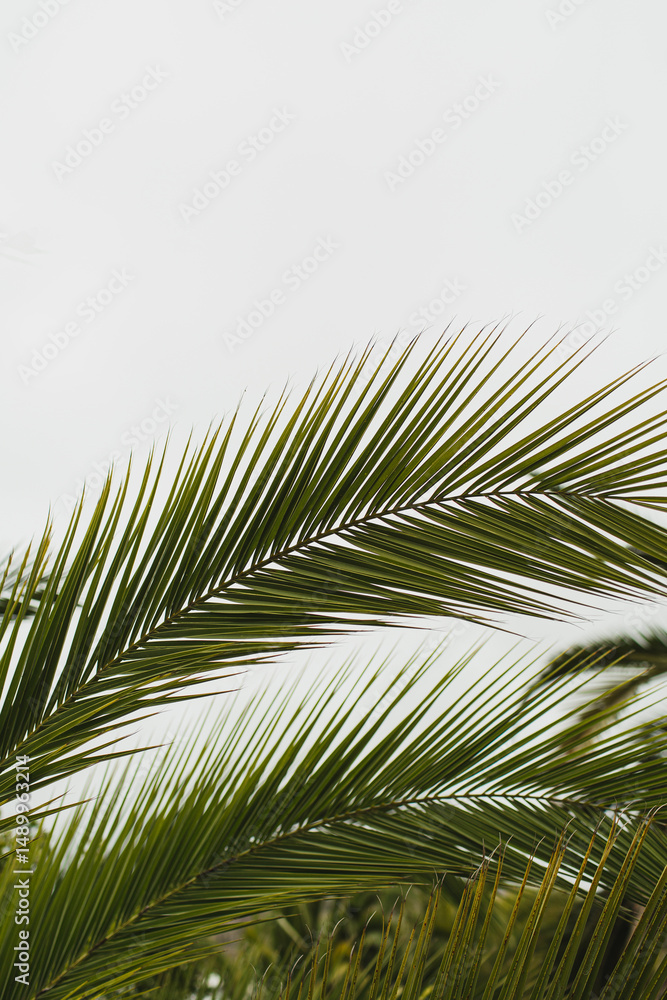 Fototapeta premium Green Palm Canopy Against Bright Sky