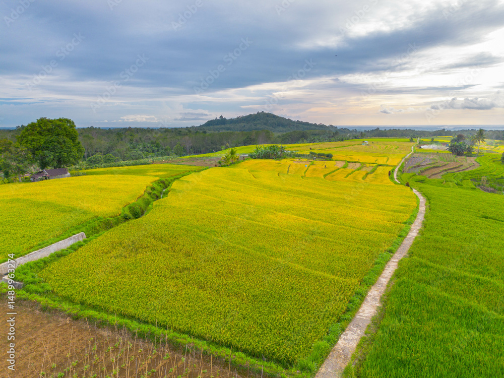 Fototapeta premium beautiful morning view indonesia panorama landscape paddy fields with beauty color and sky natural light