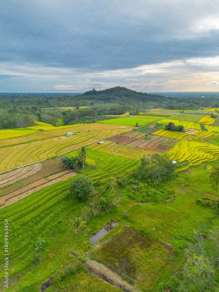 Obraz premium beautiful morning view indonesia panorama landscape paddy fields with beauty color and sky natural light