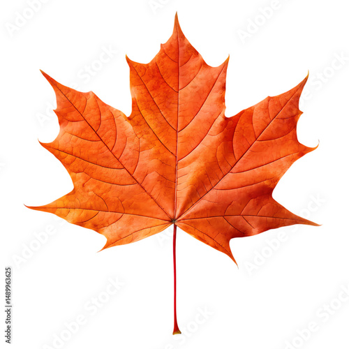 Wallpaper Mural Autumn Maple Leaf Seasonal Nature PNG Torontodigital.ca