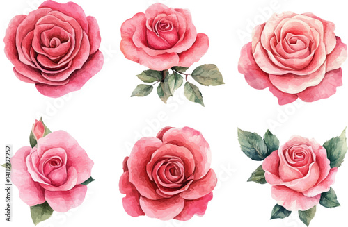 set of roses vector illustration