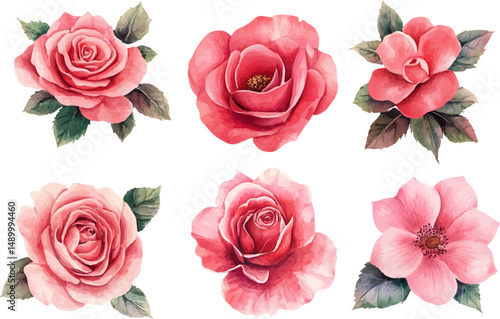 set of pink roses