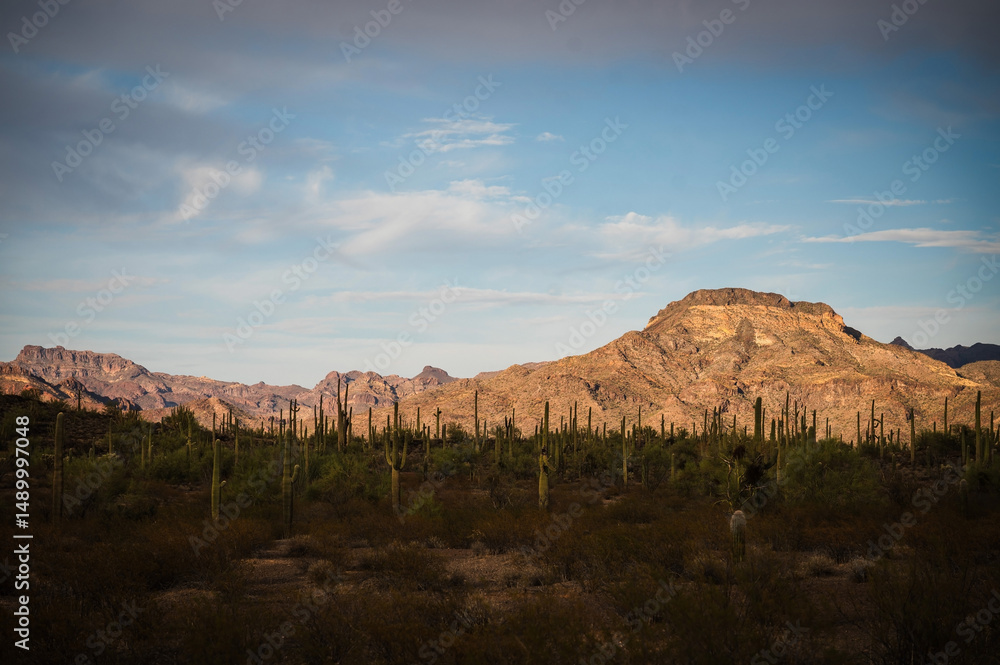 Fototapeta premium Cactus and Joshua trees along Highway 85 in Organ Pipe Cactus National Monument. Empty desert highway. Arizona USA.