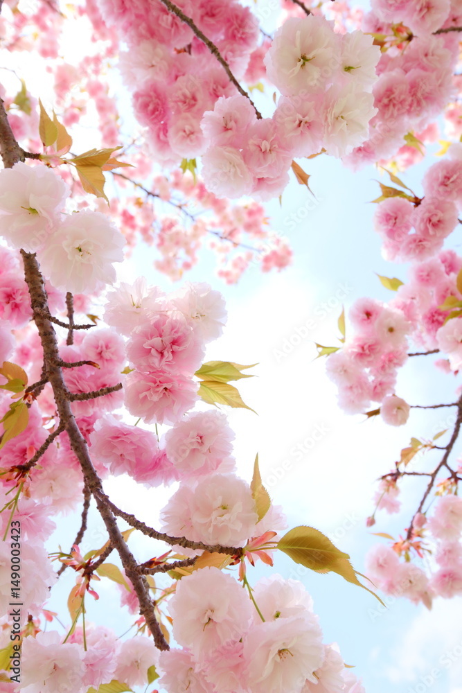 Obraz premium 満開の八重桜（花笠）のクローズアップ 空背景