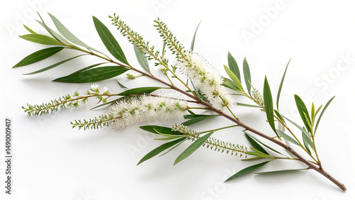 Herbal medicine plant Melaleuca alternifolia or Tea tree oil isolated on white or transparent background