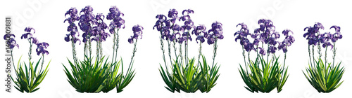 Photos Iris pallida (dalmatian iris, zebra iris or sweet iris) flowering plant frontal