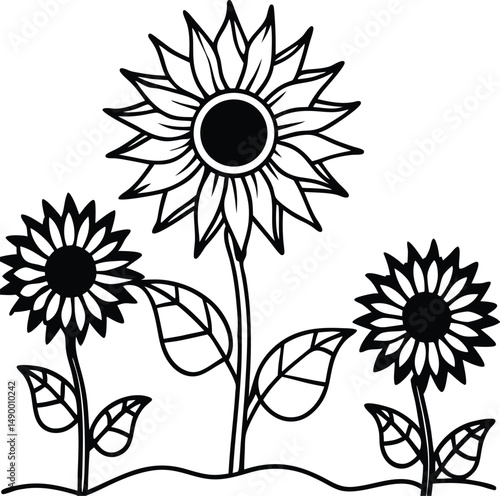 Black and white sunflowers in a garden