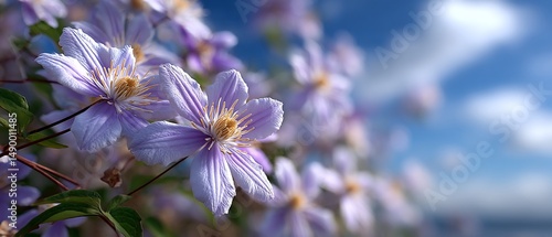 Pale purple clematis blooms under a bright sky