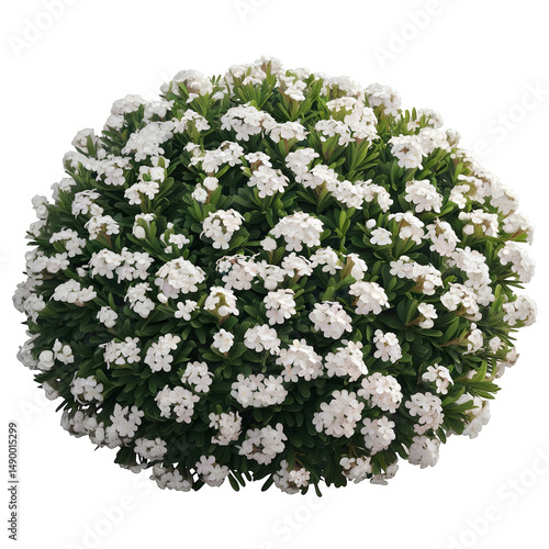 Bush with many white flowers isolated on transparent background