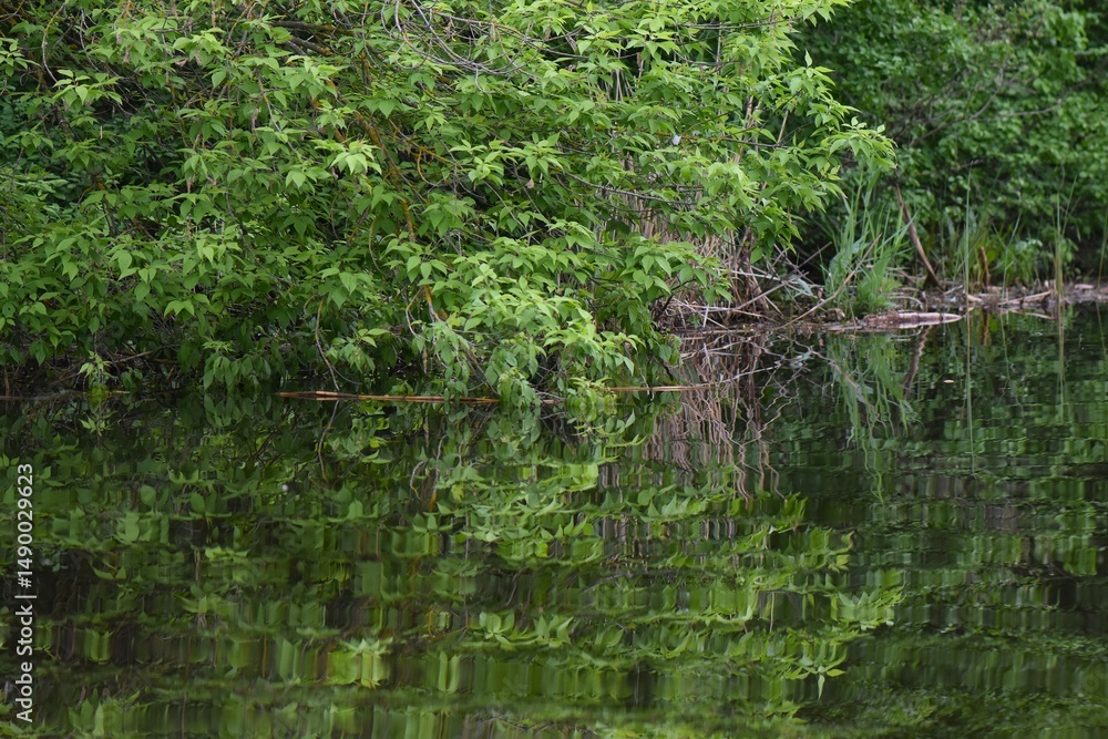 Obraz premium lush tree crown in water