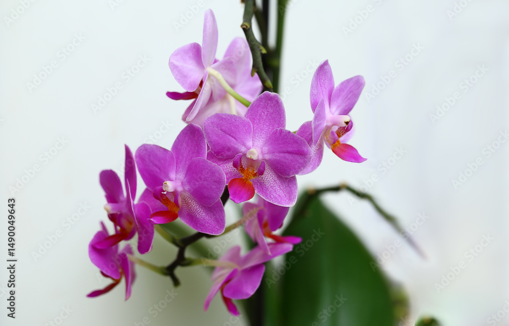 Beautiful purple orchid flowers (phalaenopsis aphrodite) on white background.... Beautiful purple orchid flowers (phalaenopsis aphrodite) on white background....