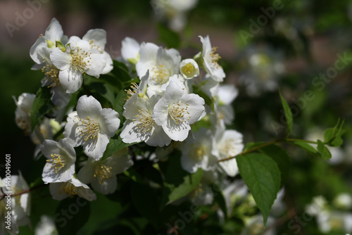 A branch of white and pure spring jasmine flower on a blurred background of indefinite color.