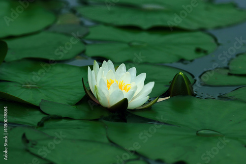 The flower of a delicate white pitcher has blossomed among the green wet leaves