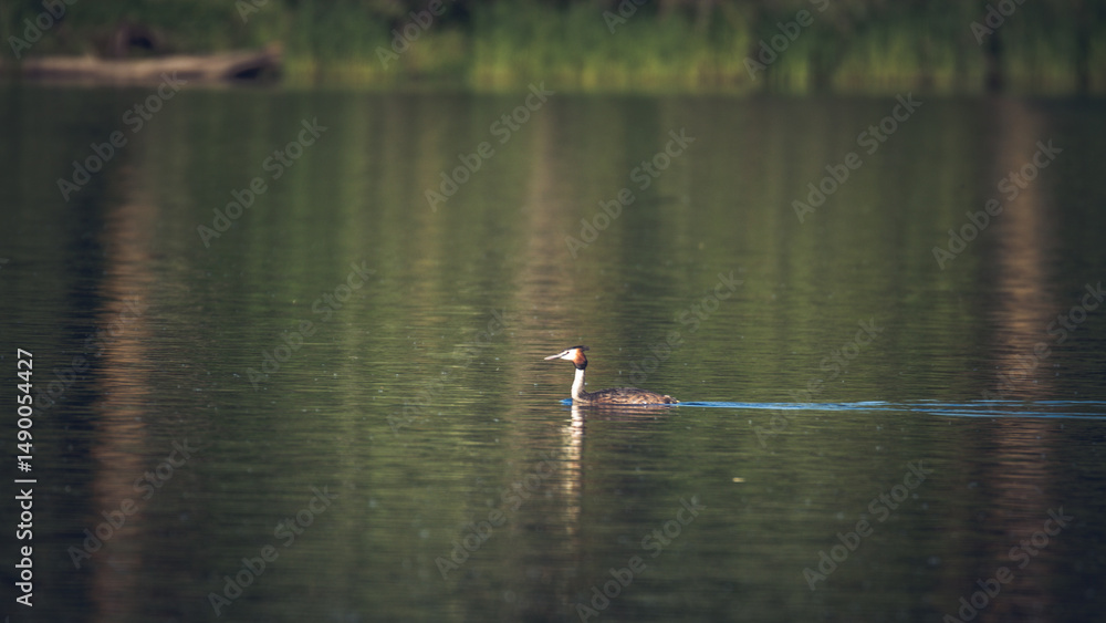 waterfowl swims on the lake waterfowl swims on the lake