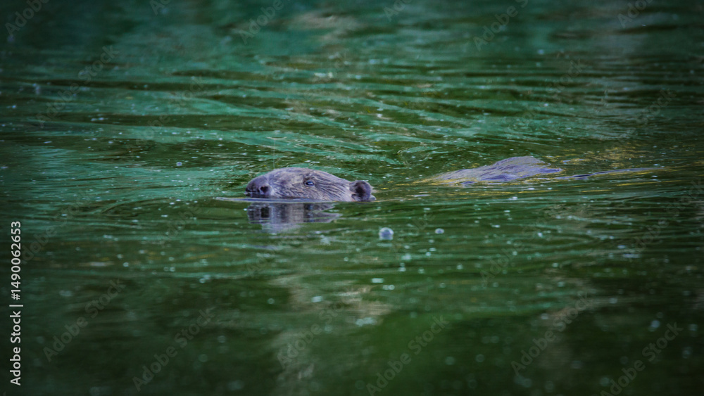 Fototapeta premium beaver swims across the river