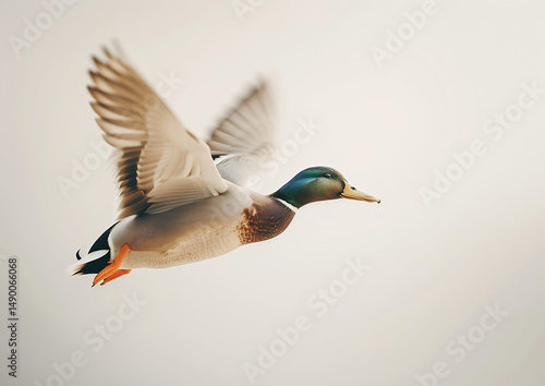 Obraz na płótnie Duck Portrait of a bird on a white background. w salonie