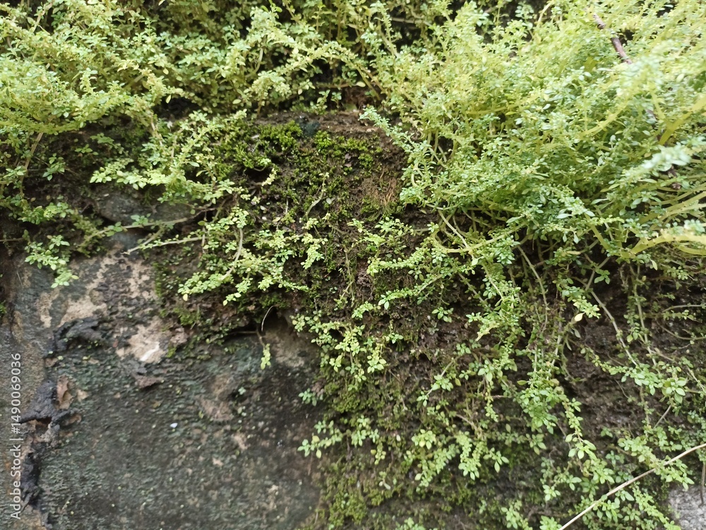 Obraz premium Wild Moss and Small Ferns Growing on Damp Wall Surface. Lush green moss and tiny ferns growing naturally on a damp stone wall. Ideal for textures, nature themes, and organic backgrounds