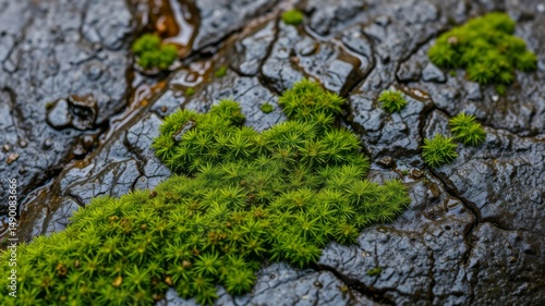 Wallpaper Mural Lush green moss thrives on dark cracked rock surface after a recent rain shower showcasing vibrant textures and colors. Torontodigital.ca