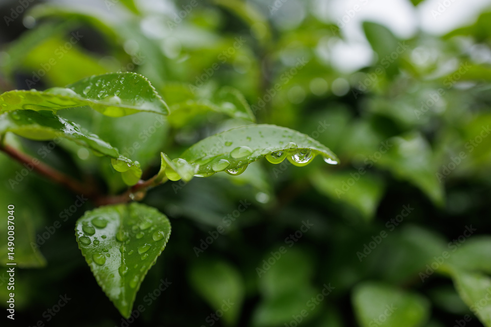 Fresh green leaves are adorned with sparkling droplets of water after a heavy rainfall. Highlighting focus on the detailed droplets, scene embodies the renewal of life brought by spring rains. Fresh green leaves are adorned with sparkling droplets of water after a heavy rainfall. Highlighting focus on the detailed droplets, scene embodies the renewal of life brought by spring rains.