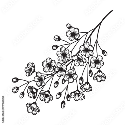 Gypsophila Bloom in Soft Natural Light