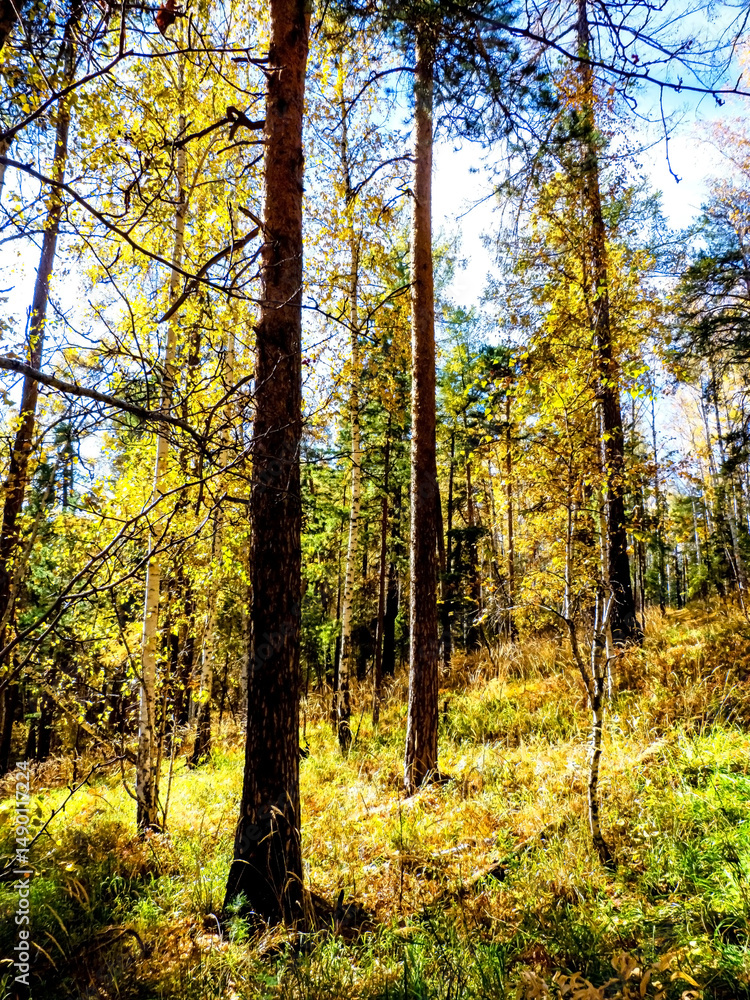 Fototapeta premium Autumn forest landscape in the early morning on a steep mountainside