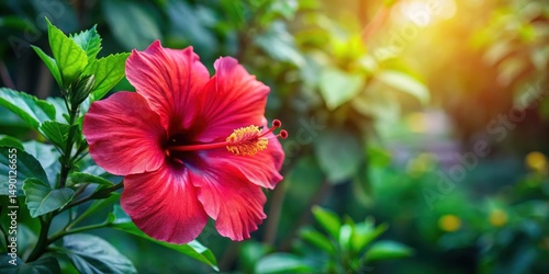 Wallpaper Mural A hibiscus flower with dark green leaves and a thick, sturdy stem standing alone in a sunny garden Torontodigital.ca