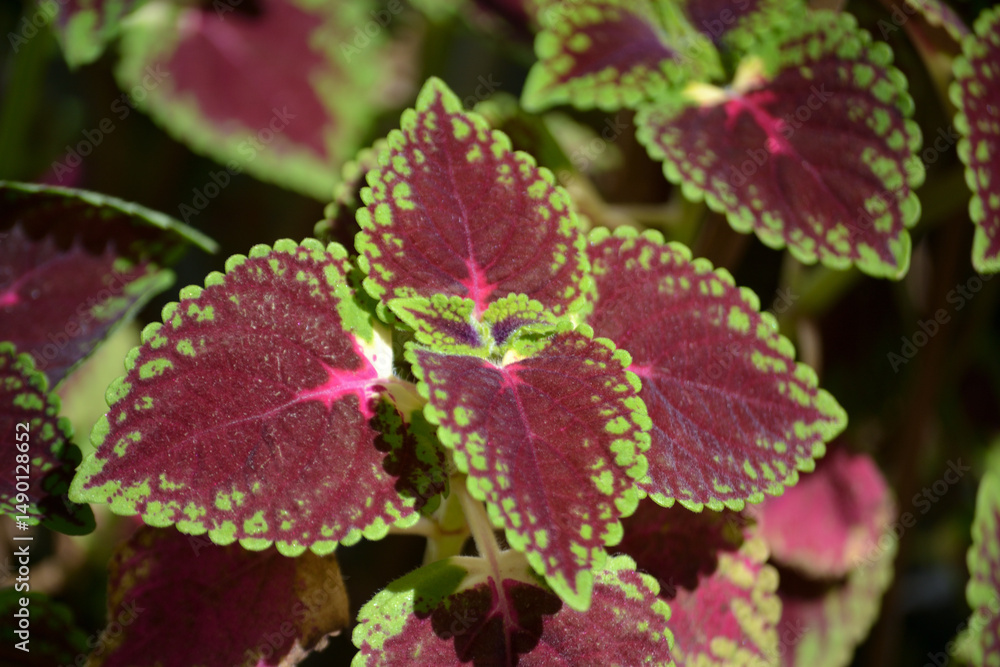Fototapeta premium Velvety purple and green leaves of the Solenostemon hybrida plant up close