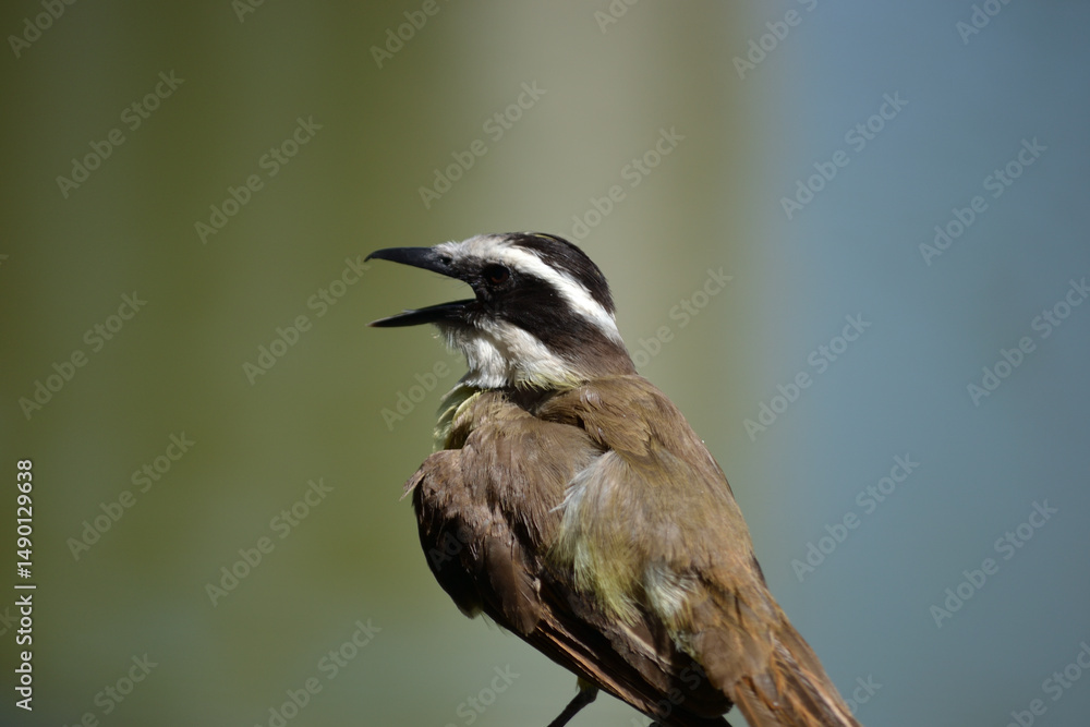 Naklejka premium Brown bird with a yellow and white breast of the species Pitangus sulphuratus, known as the kiskadee
