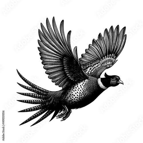 Detailed Engraving Illustration of a Pheasant Bird Flying with Open Wings on White Background