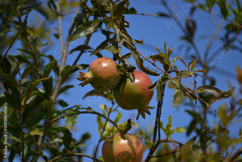 Fruits, leaves and flowers of the growing pomegranate tree (Punica granatum) grown in an organically grown agroforestry system in the city of Rio de Janeiro, Brazil.