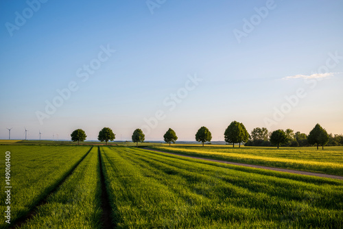 landscape with trees 