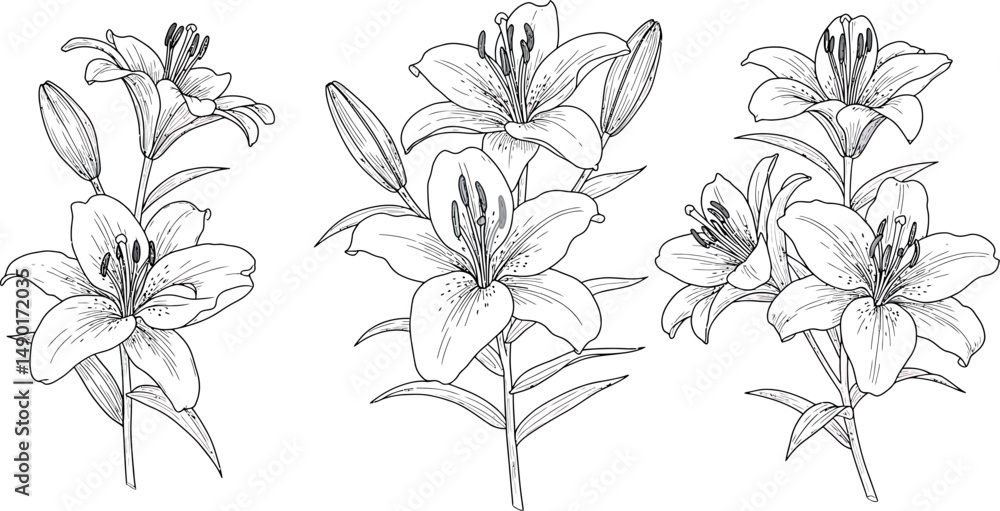 Delicate Lily Flower Line Art Collection Delicate Lily Flower Line Art Collection