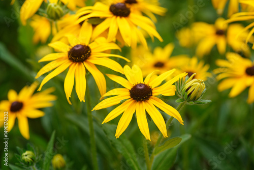 Blooming bright yellow coneflower. Echinacea, yellow coneflower or rudbeckia