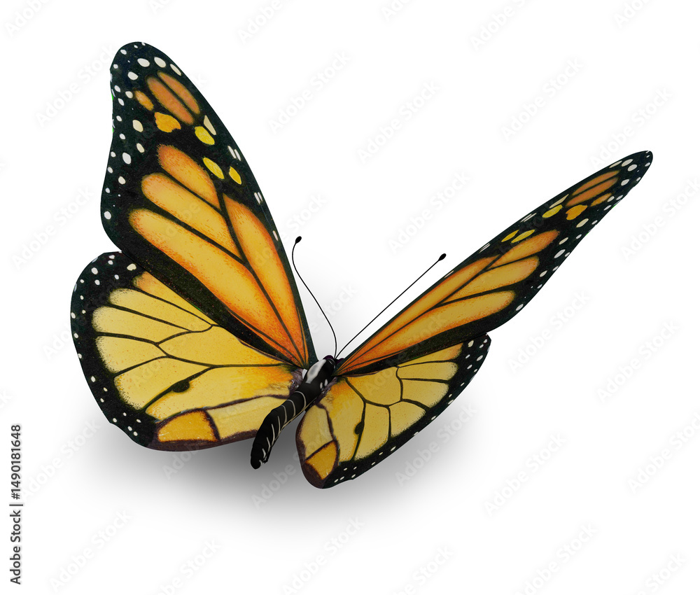 Fototapeta premium butterfly isolated 