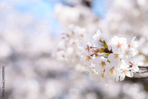 桜