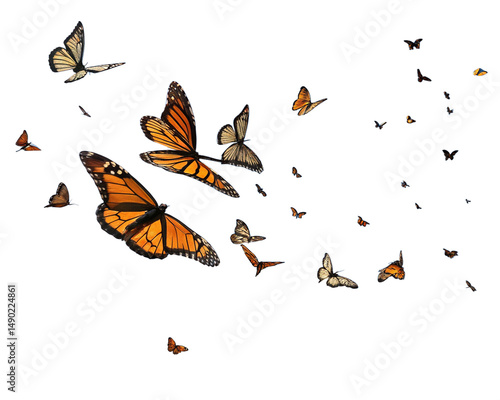 A group of monarch butterflies, showcasing their orange and black wings, against a white backdrop.
