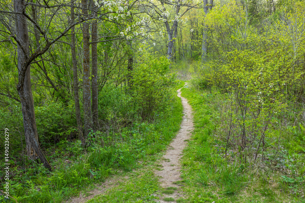 Fototapeta premium A Narrow Hiking Trail In The Woods During Spring