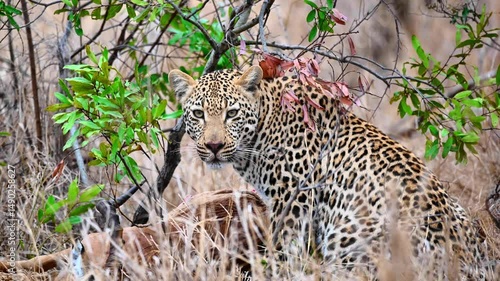 This young male Leopard’s Hard-Earned Meal Snatched by a Lone Hyena. His tense posture reveals his growing unease as an opportunistic hyena lurks nearby. Ultimately, the hyena emerges victorious.