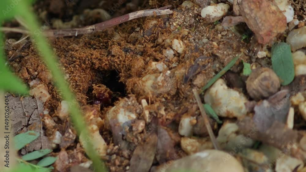 subterranean ants in a hole subterranean ants in a hole