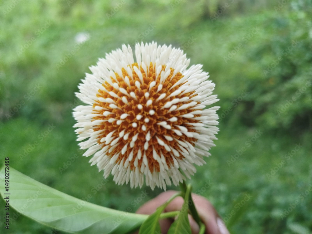 White dandellon Flower White dandellon Flower
