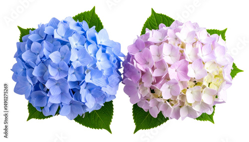ピンクと青色のあじさいの花。PNGでダウンロード可能。AIで生成