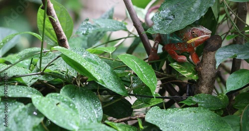 Vibrant Red and Green Chameleon Hiding in Lush Foliage After Rain