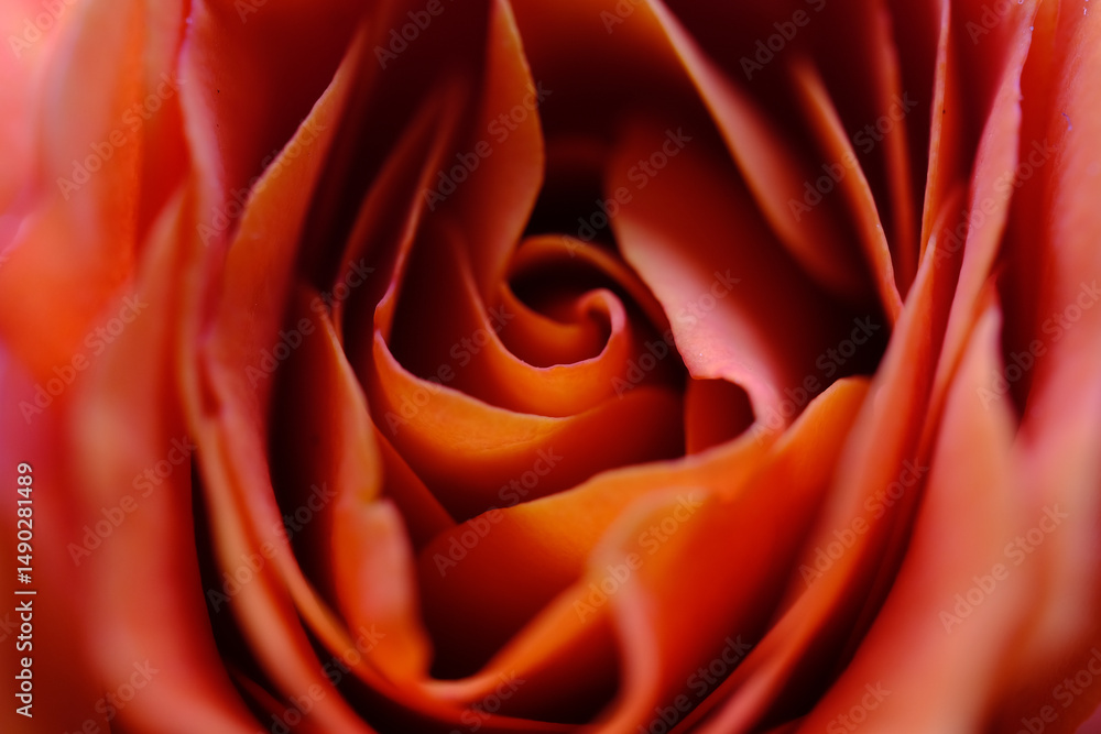 Soft closeup of orange rose petals in bloom Soft closeup of orange rose petals in bloom