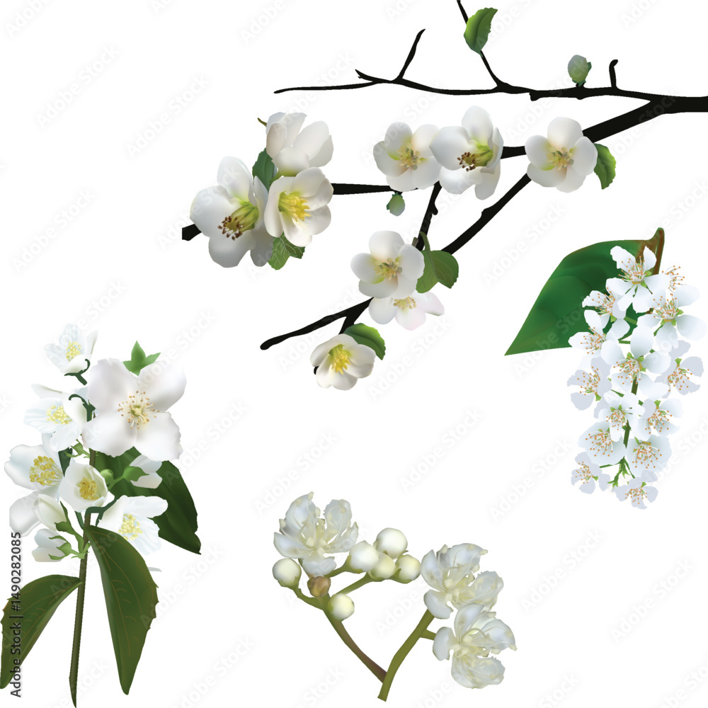 Obraz premium spring tree four white blossoms isolated on white