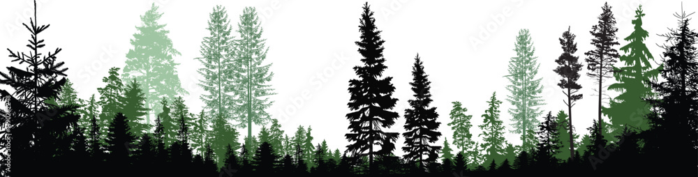 Obraz premium dark and light panorama forest on white