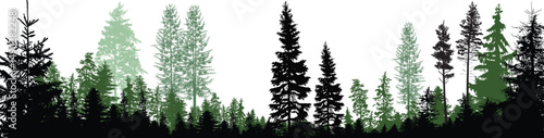 dark and light panorama forest on white