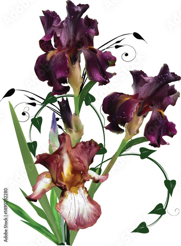 dark purple iris flowers on white background