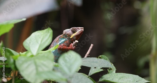 Stunning Panther Chameleon (Furcifer pardalis) with vibrant red and teal skin clings to a branch. Close-up in lush green, blurred background